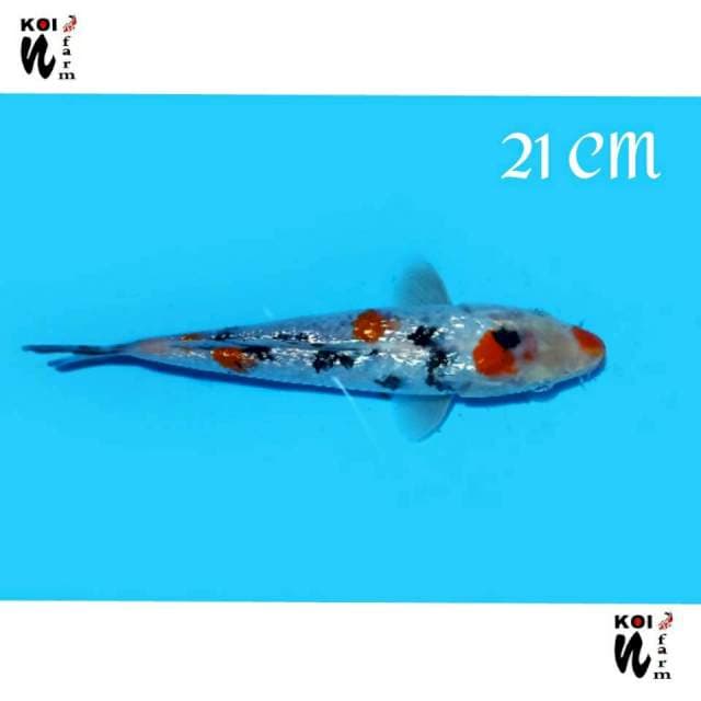 ND NGENEAE 5