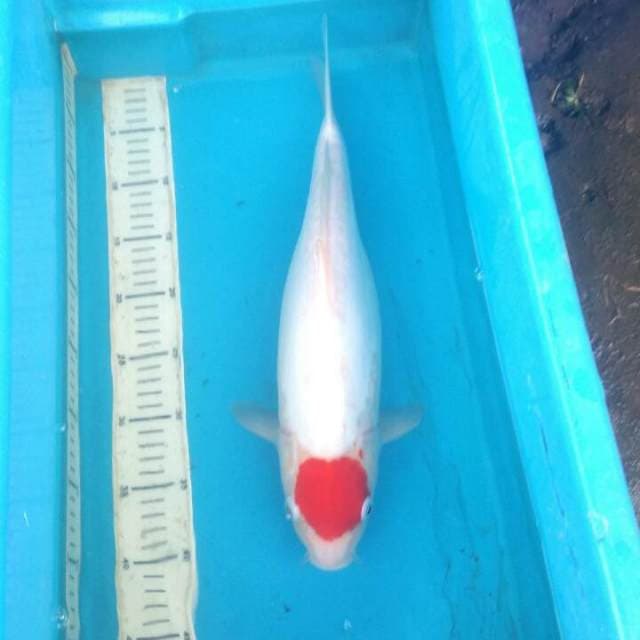 Tancho original doitsu aragoke 45cm