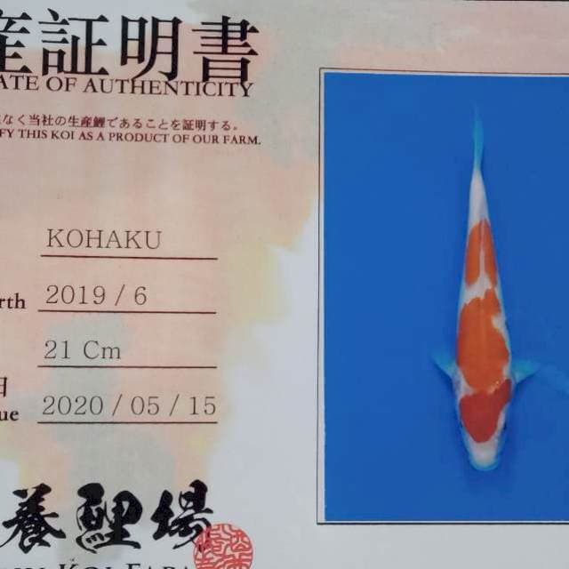 Kohaku import yamamatsu farm