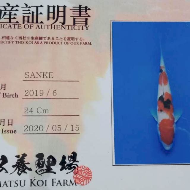 Sanke import yamamatsu farm