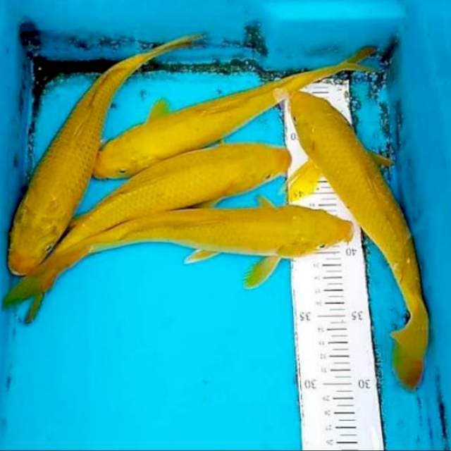 Paket penjinak kolam