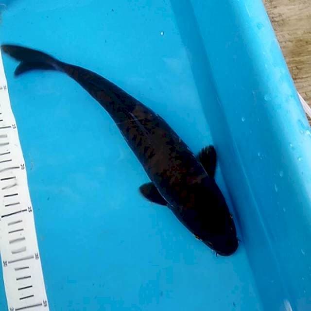 Magoi sisik gajah 32cm