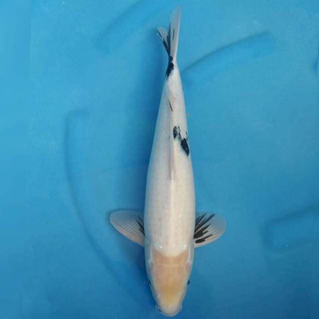 Okawa shiro