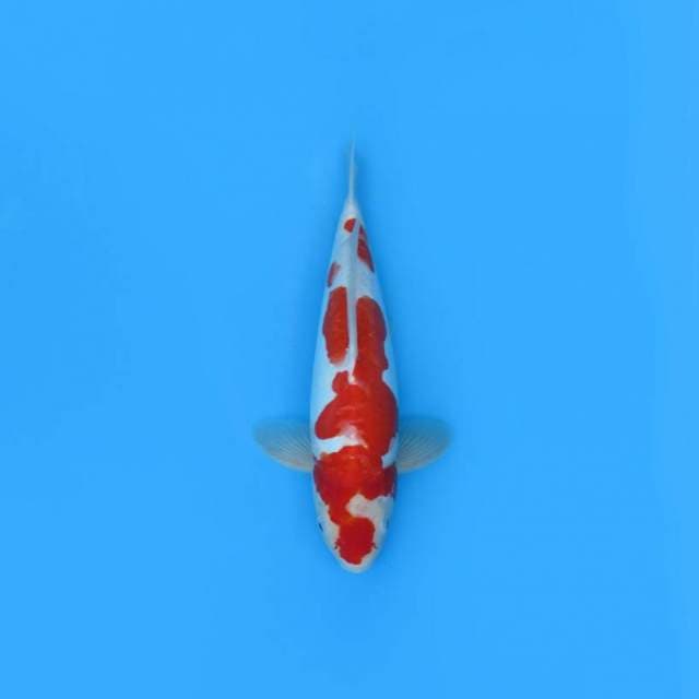 KOHAKU MALE - RED STRONG