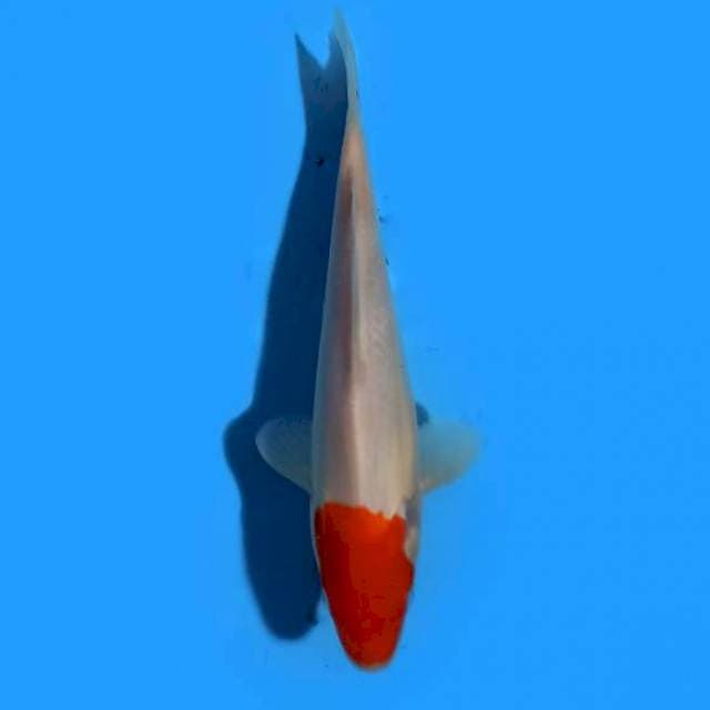 Tancho 19cm