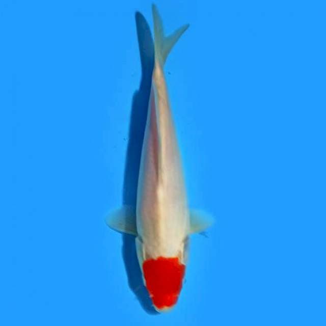 Tancho 20cm