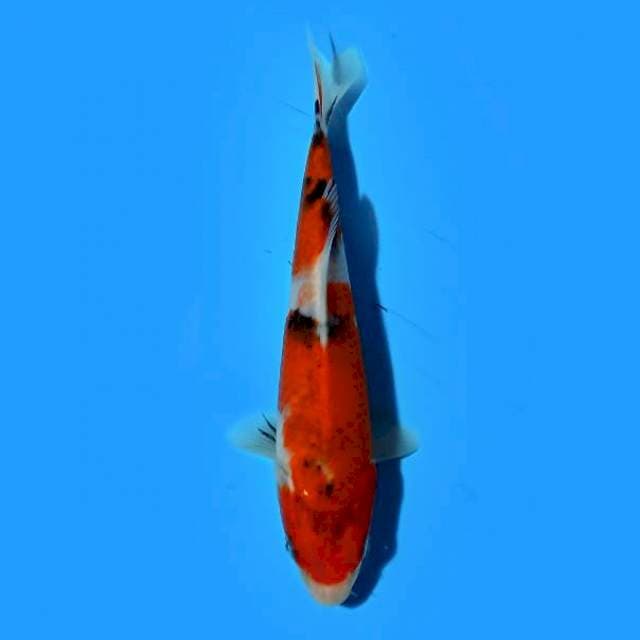 Showa 20cm