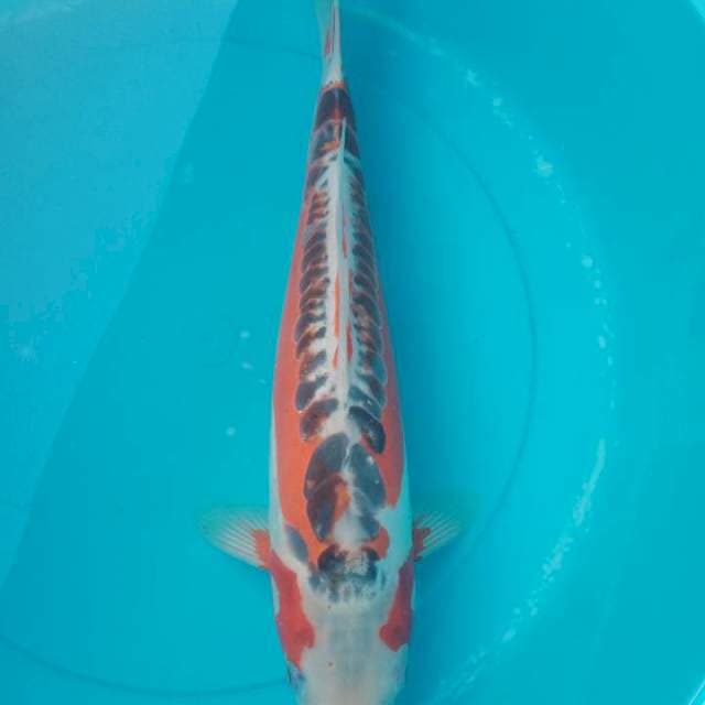 Hana Shusui 38cm