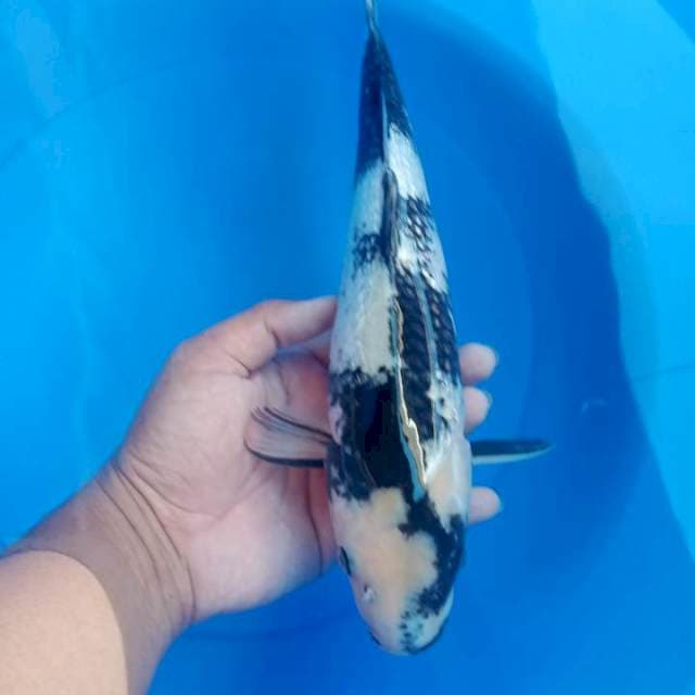Shiro ginrin 36cm