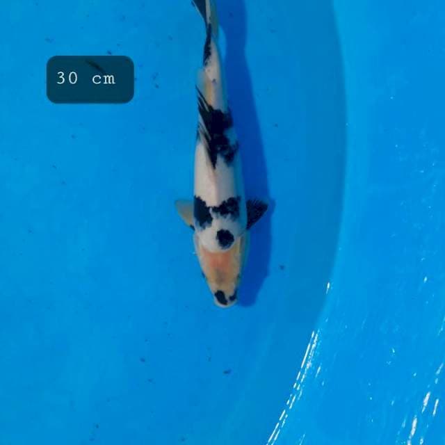 Shiro