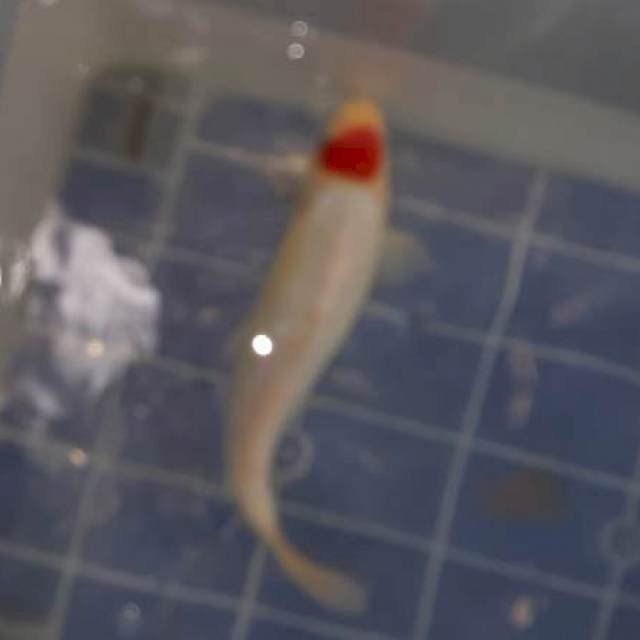 Tancho...31cm