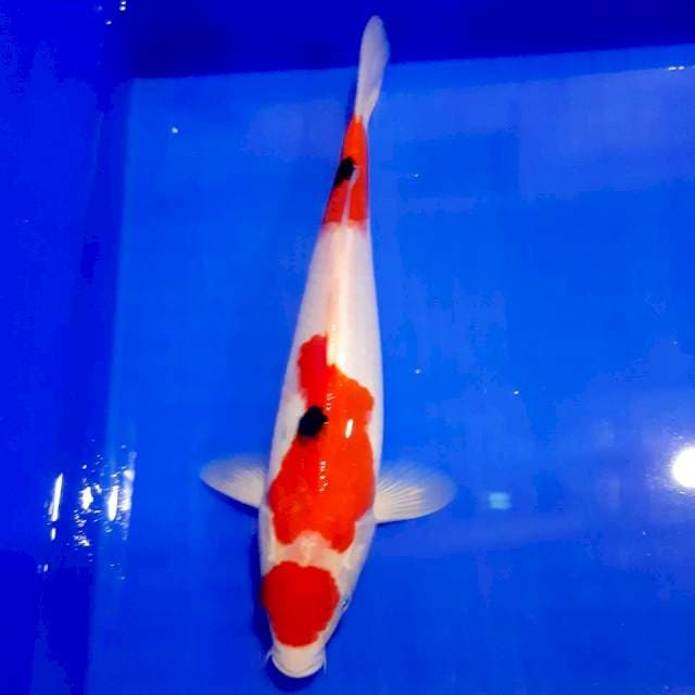 Maruten 29cm