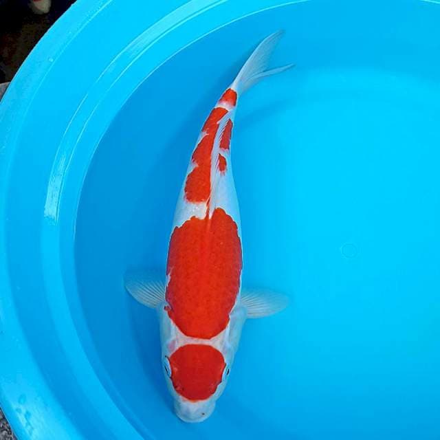 Maruten kohaku