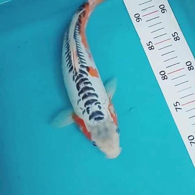 Shusui 32cm
