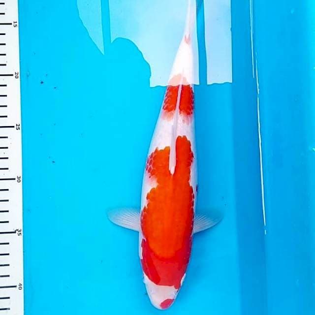Kucibeni Kohaku M