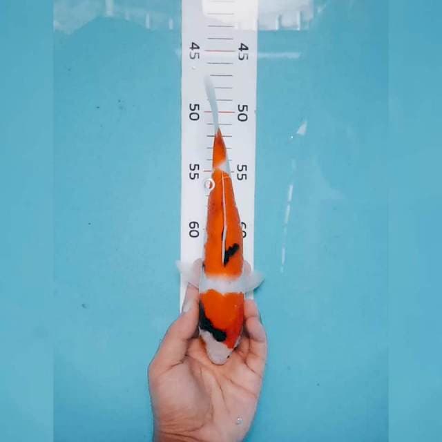 Showa 23cm