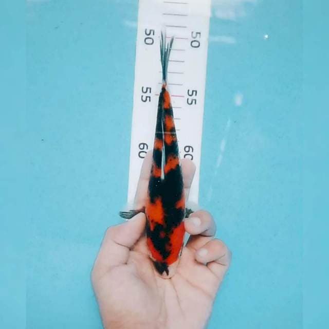 Showa 20cm