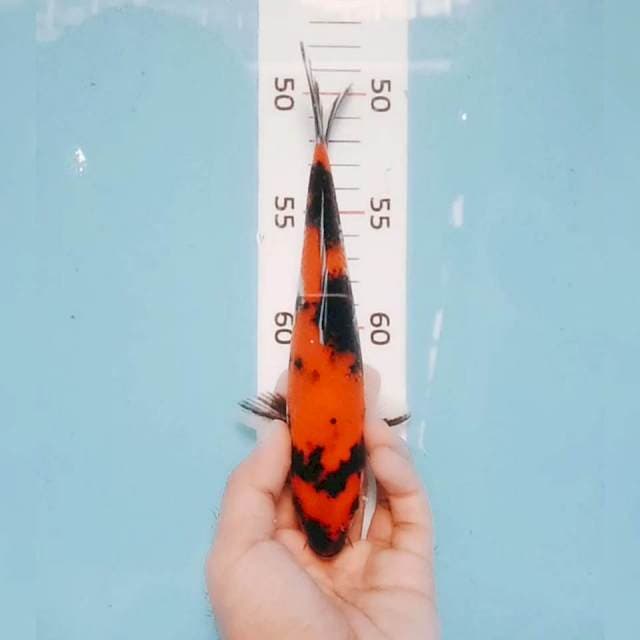 Showa 20cm