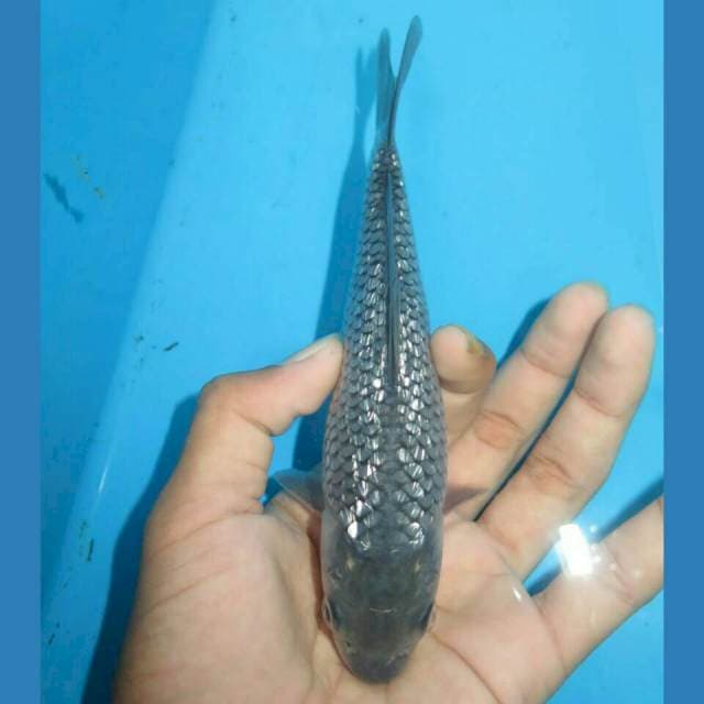 BABY SORAGOI GINRIN FEMALE 16CM
