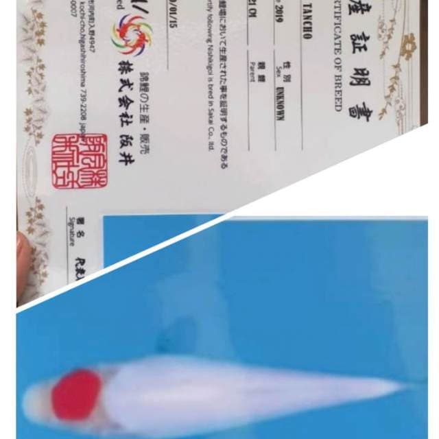 Tc kohaku sakai