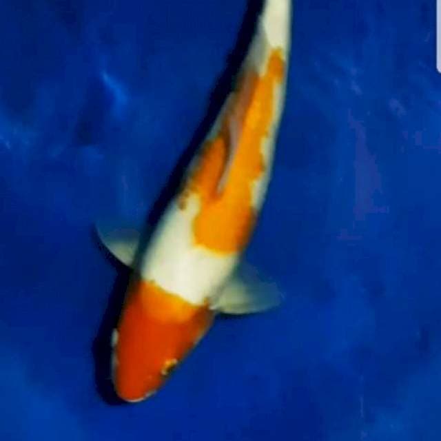 Kohaku