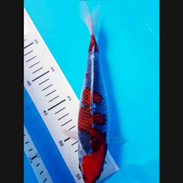GOSHIKI SUPER MERAH 25cm