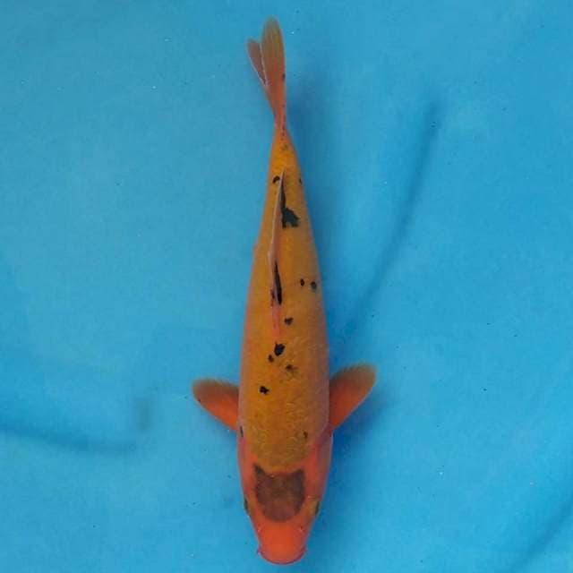 Kawari Import non serti