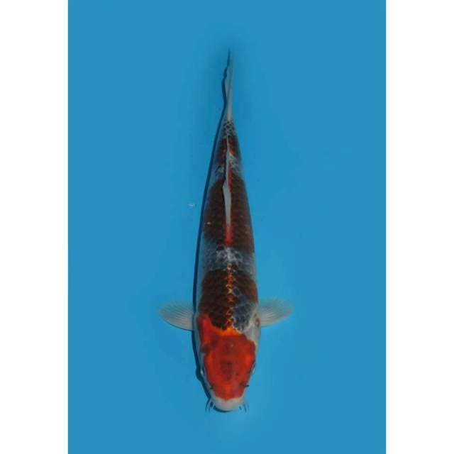Ghosiki Good Patern - 28cm Male