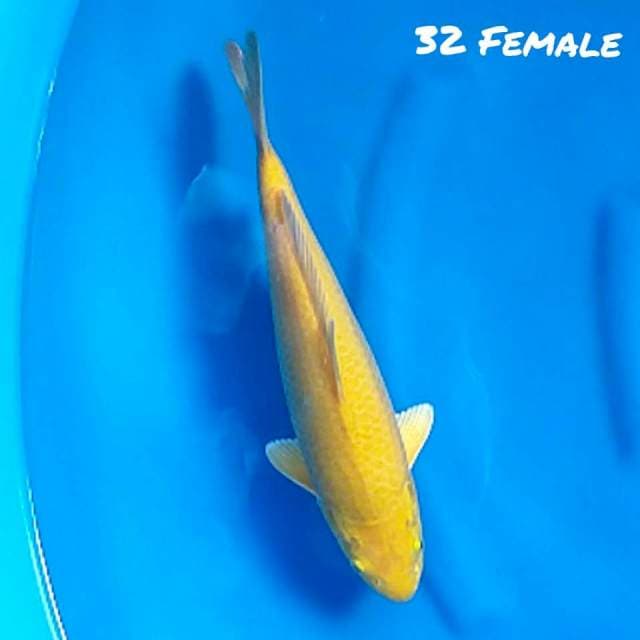 KARASI MUNUK Mata merah 32F