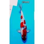Goshiki Red 27cm male