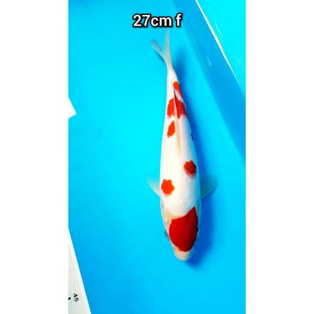 Kohaku Sakura 27cm female