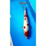 Kohaku Sakura 27cm female
