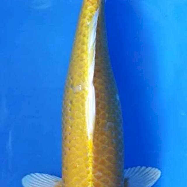 Ogon