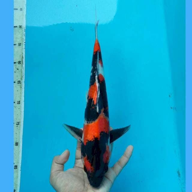 SHOWA SANSHOKU 35CM MALE