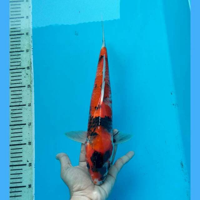 JUMBO SHOWA SANSHOKU 38CM FEMALE
