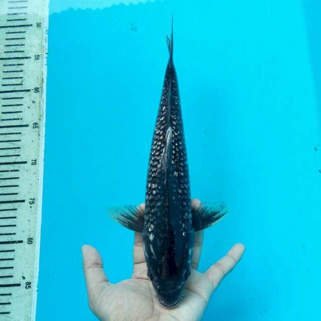 01 - SORAGOI FULL GINRIN 32CM FEMALE