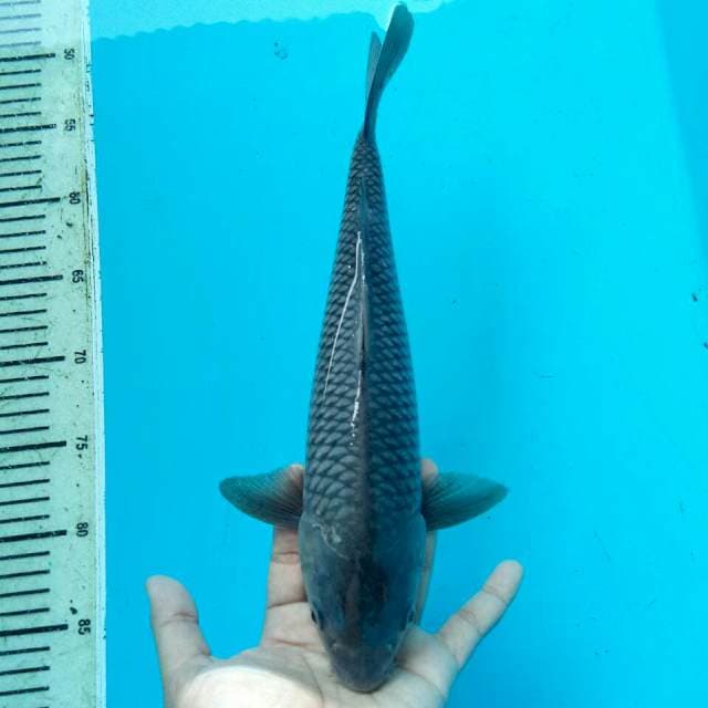 SORAGOI 32CM FEMALE