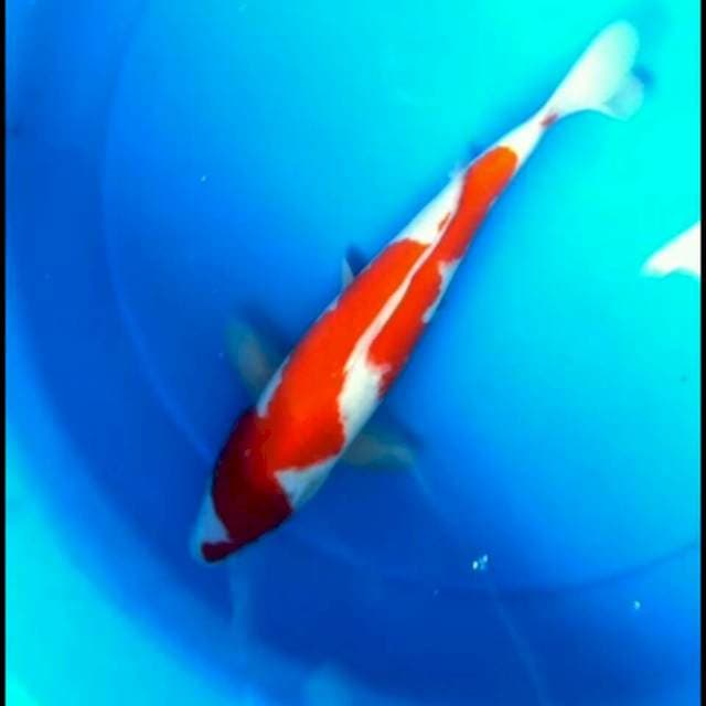 Kohaku inazuma ori 37 cm