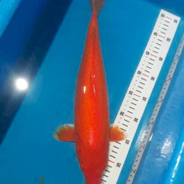 Benigoi strong 42cm