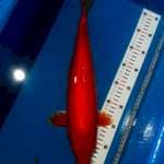 Benigoi strong 42cm