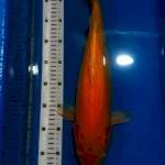 Karashi 45cm