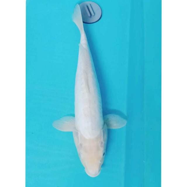 Jumbo polosan KUMONRIYU 42cm