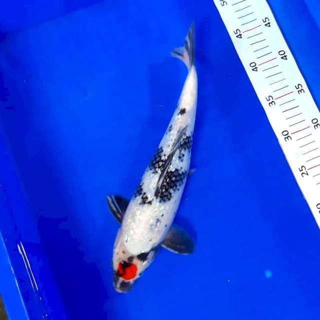 Tancho showa ory 33cm