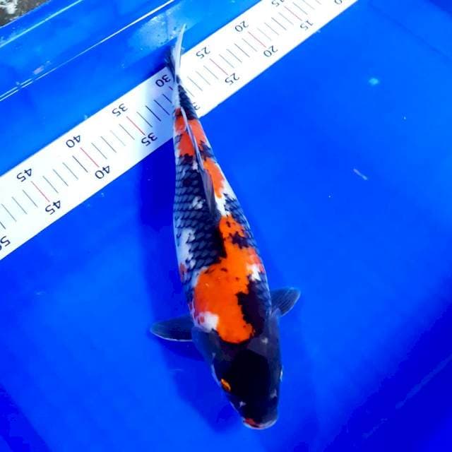 Maruten showa 35cm