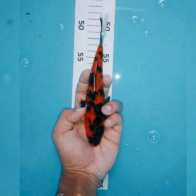 Showa 18cm