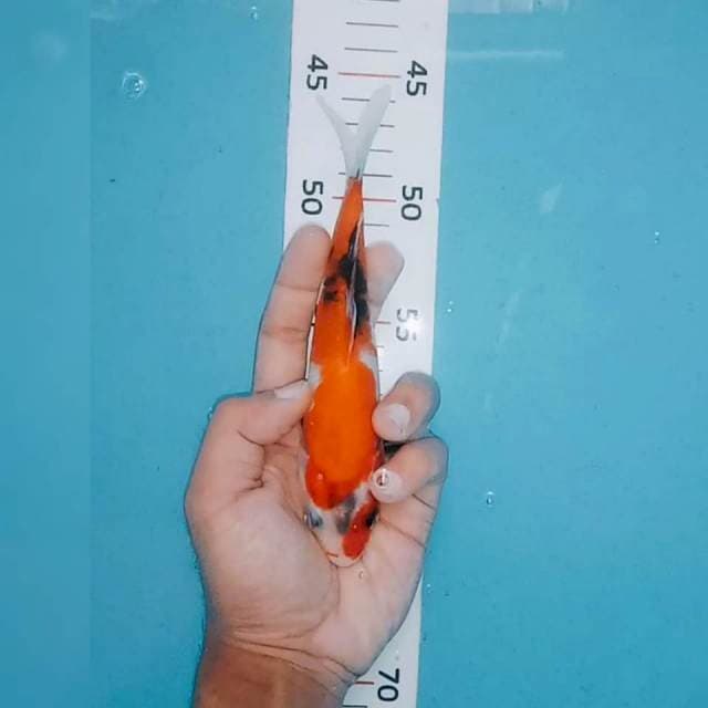 Showa tategoi 18cm