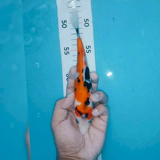 Showa 20cm