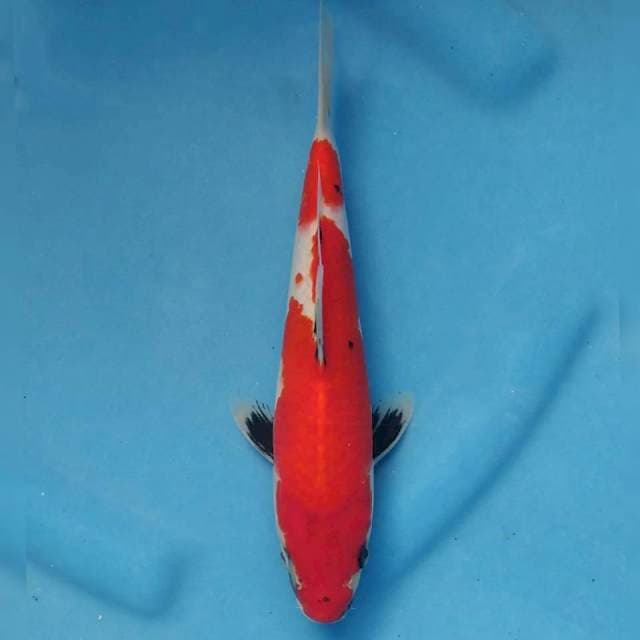 Showa Import non serti