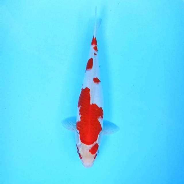 2. Kohaku || 36 cm