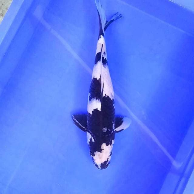 3. Shiro || 35 cm
